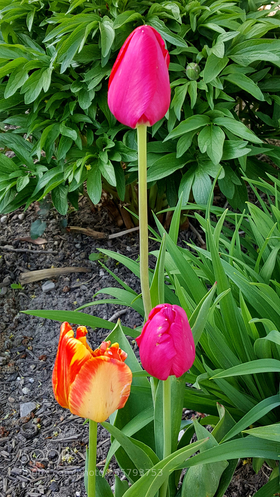 Samsung Galaxy Note5 sample photo. Can i play? photography