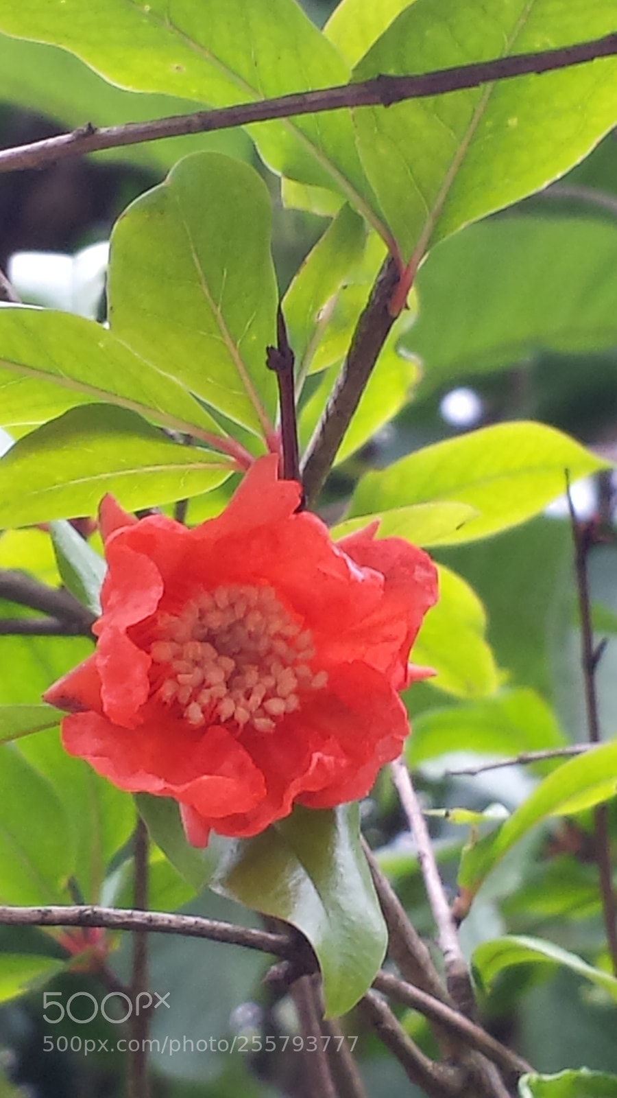 Samsung Galaxy S4 sample photo. Untitled photography