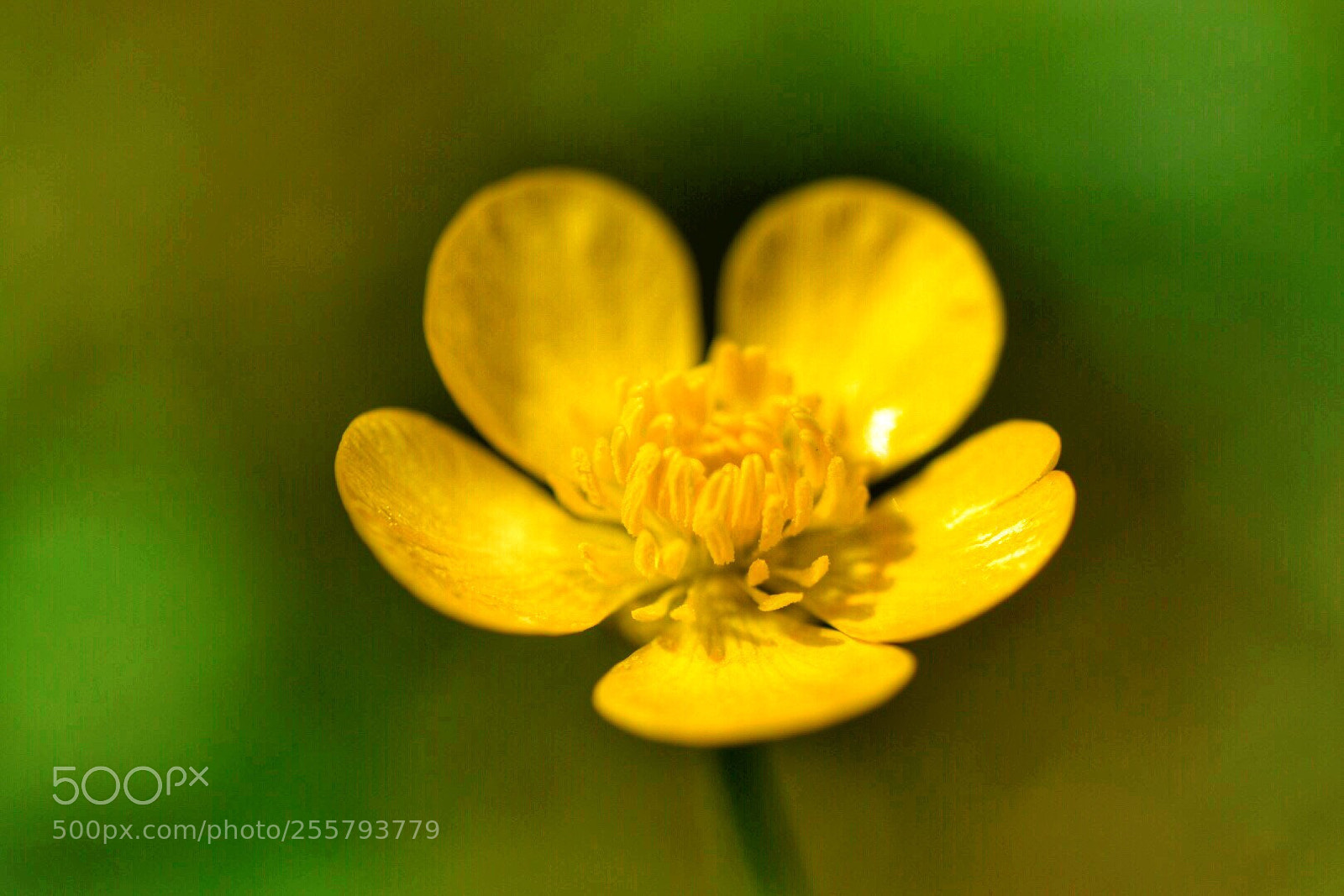 Nikon D5500 sample photo. Bloom in yellow photography