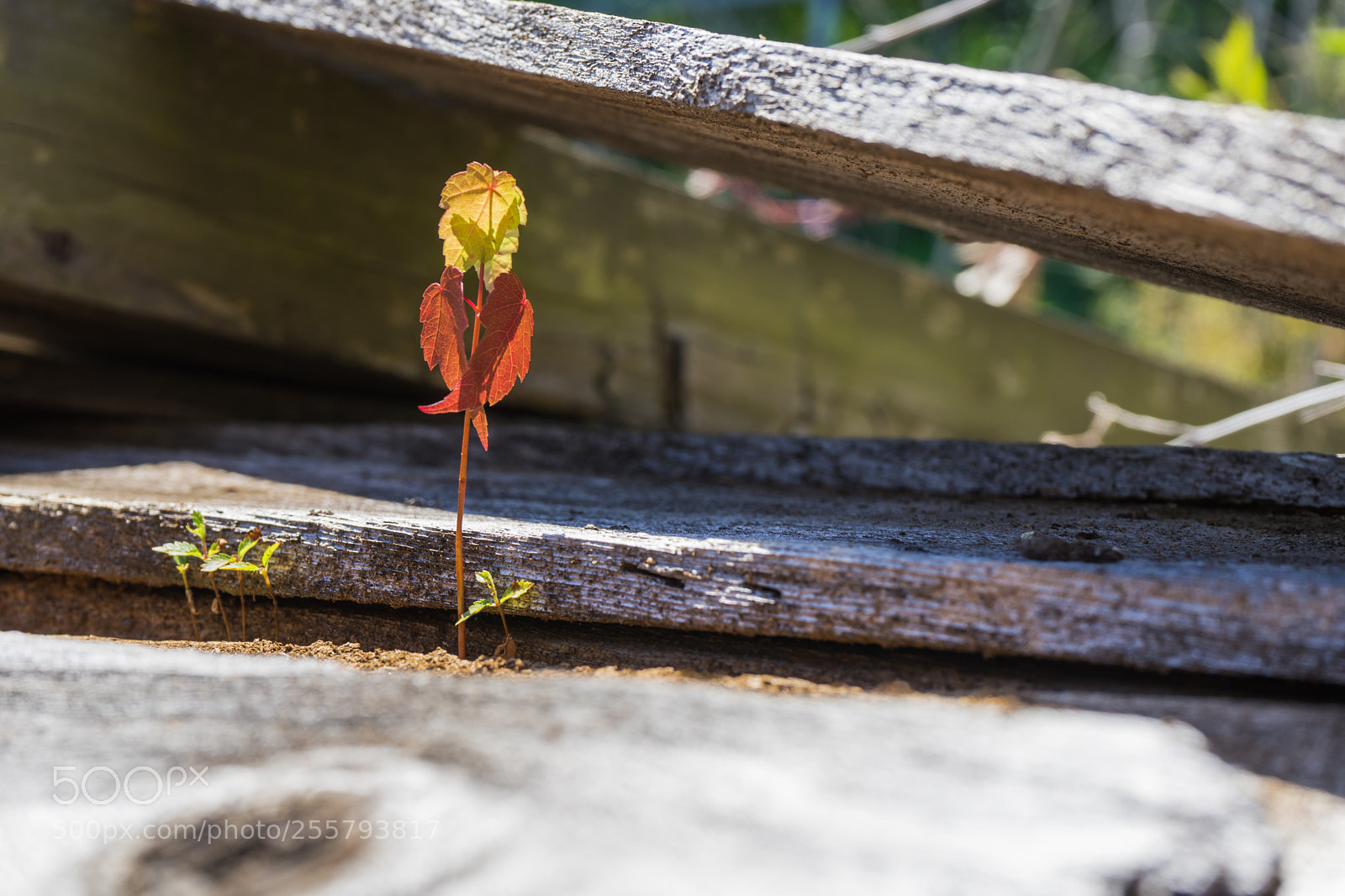 Sony a7 II sample photo. Life will find a photography