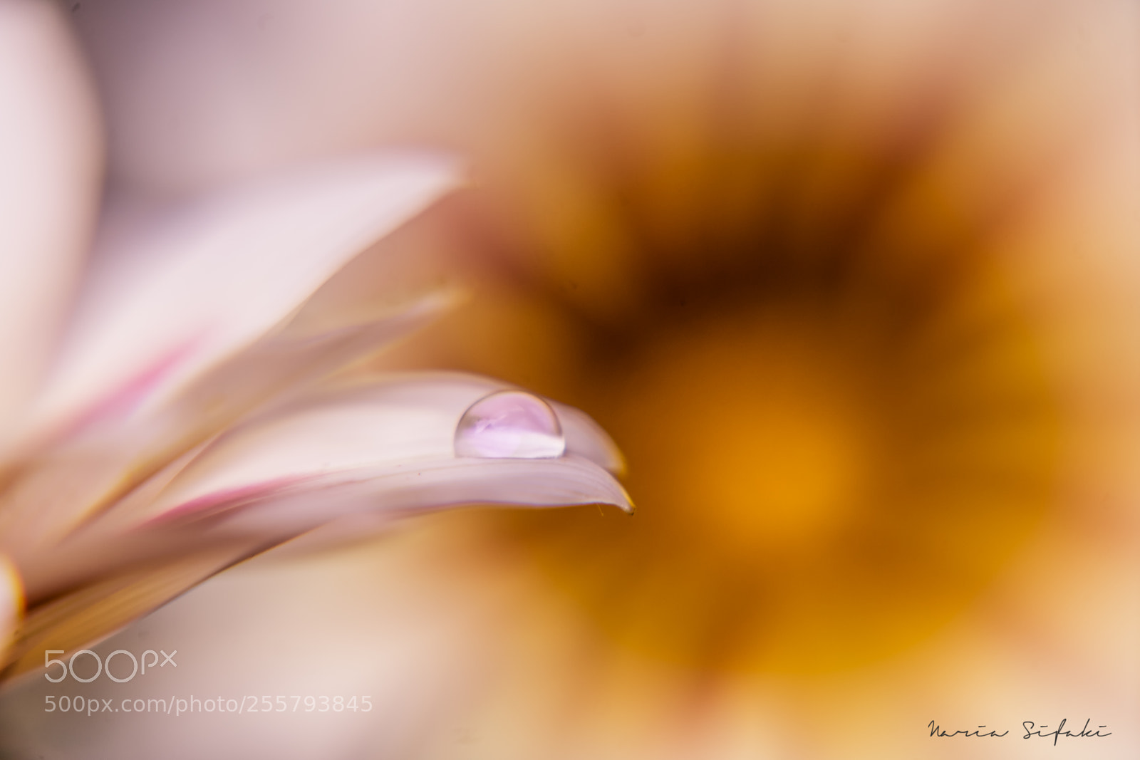 Sony a7 II sample photo. Delicate photography