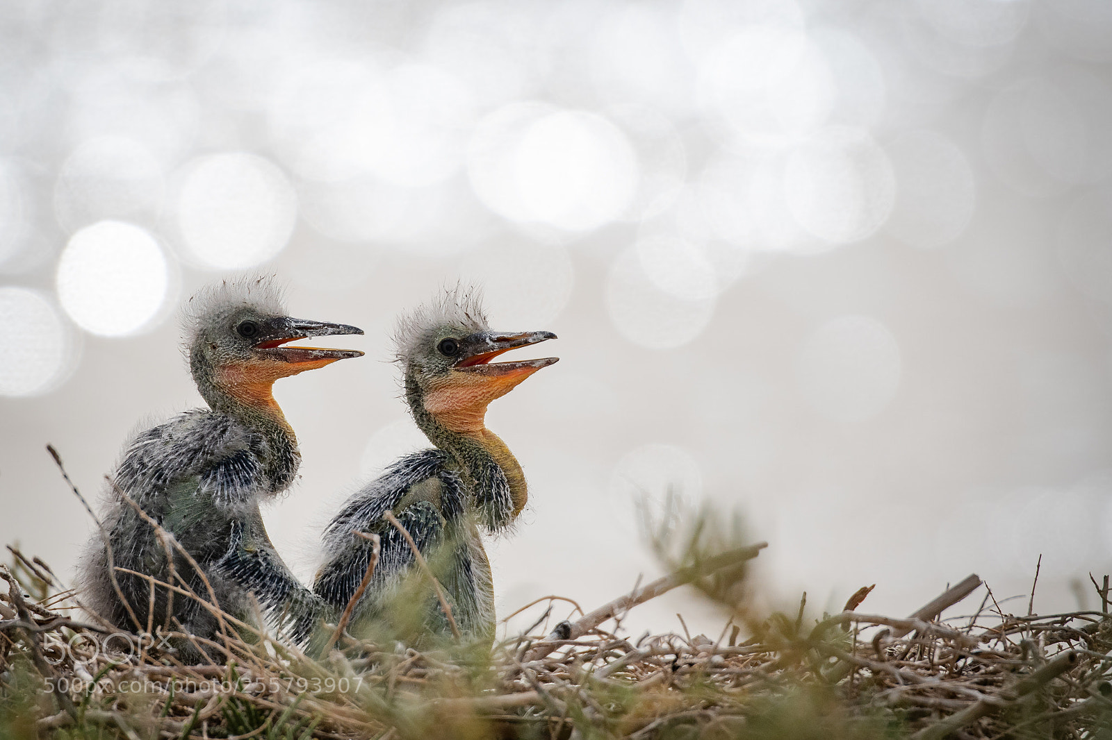 Nikon D500 sample photo. Grey heron chicks kuwait photography