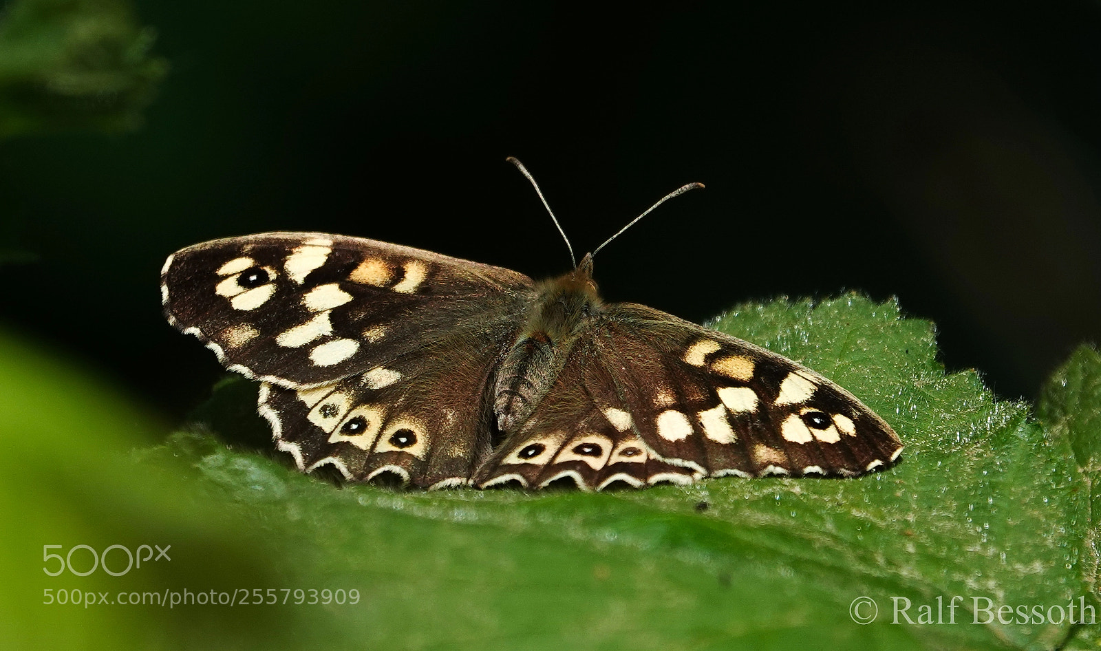 Sony Cyber-shot DSC-RX10 IV sample photo. Butterfly photography
