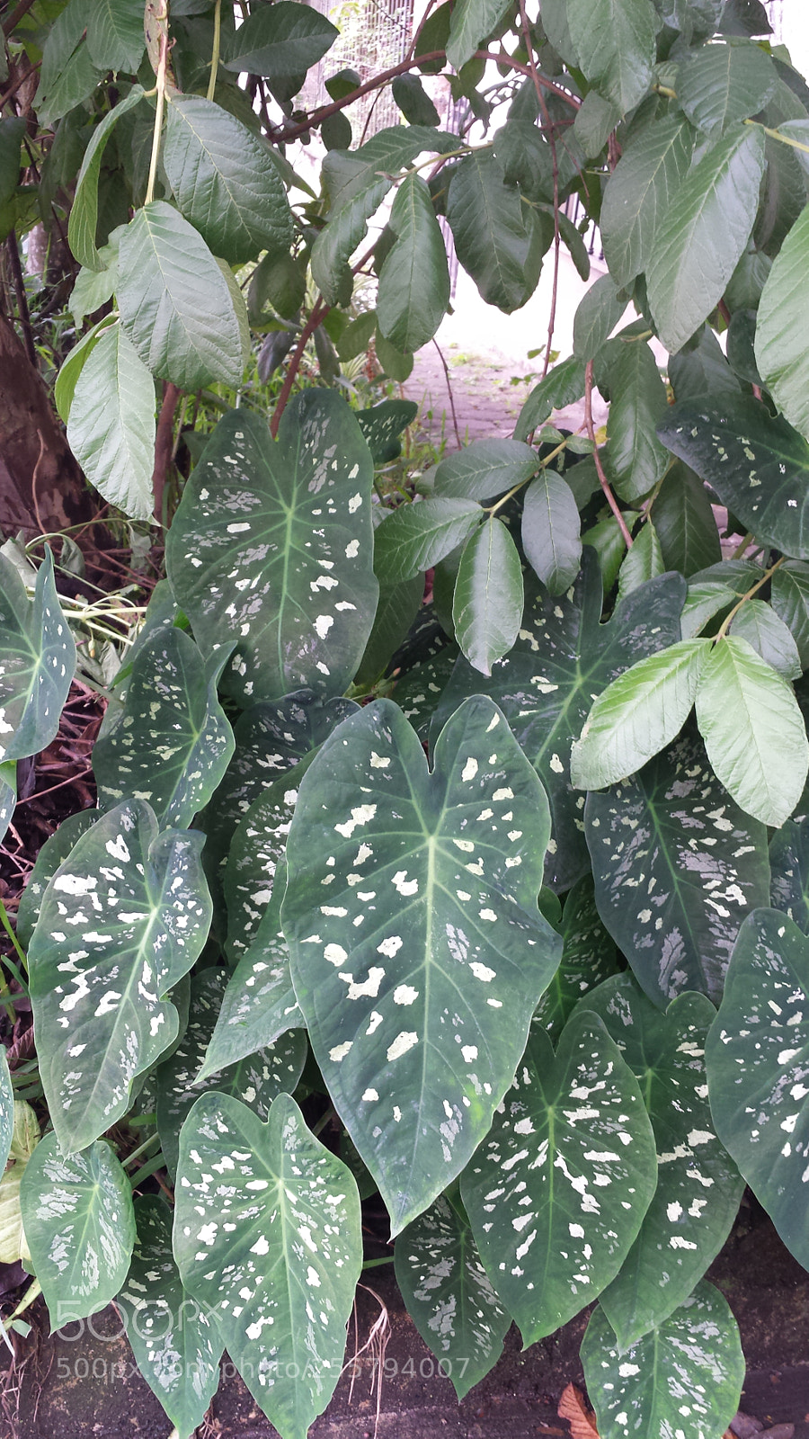 Samsung Galaxy S4 sample photo. Untitled photography