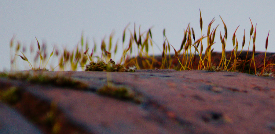 Canon EF-S 55-250mm F4-5.6 IS II sample photo. The wall... 2 photography