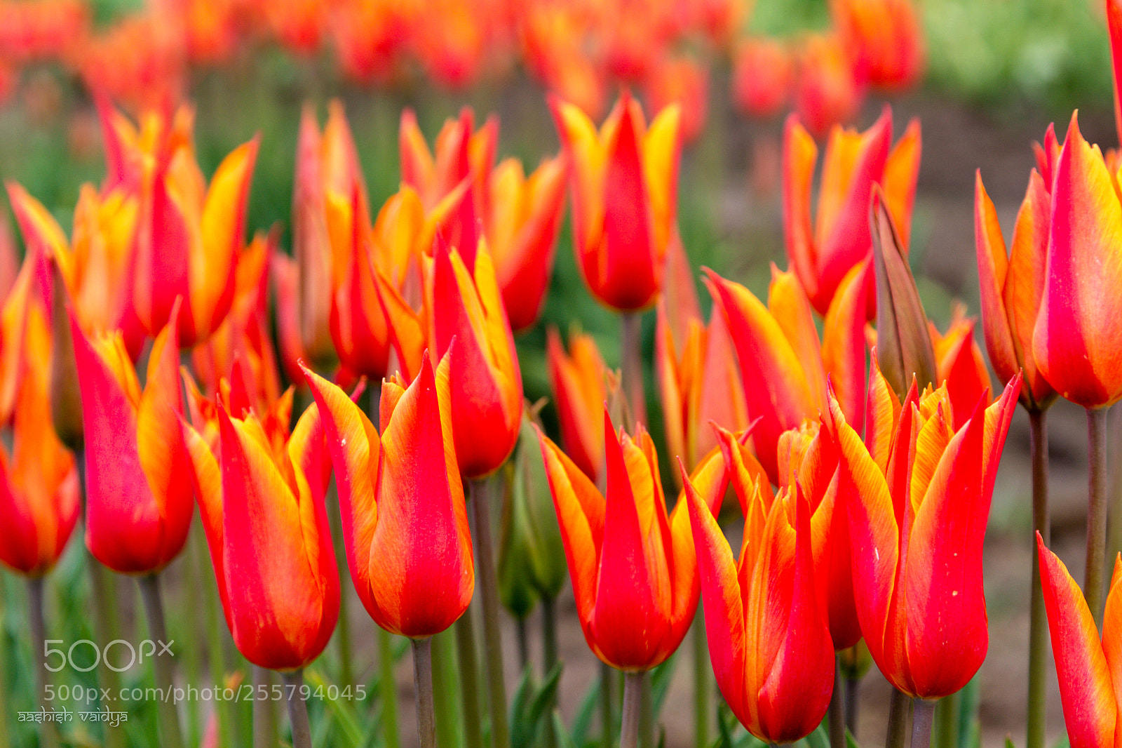 Canon EOS 600D (Rebel EOS T3i / EOS Kiss X5) sample photo. Red-orange-yellow tulips photography