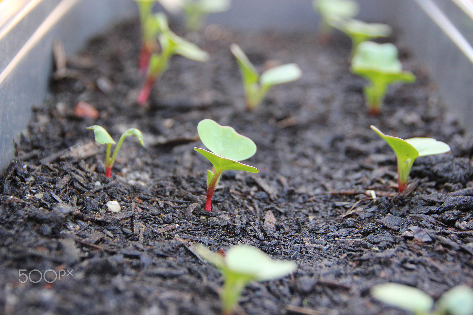 Canon EOS 600D (Rebel EOS T3i / EOS Kiss X5) sample photo. Small radishes photography
