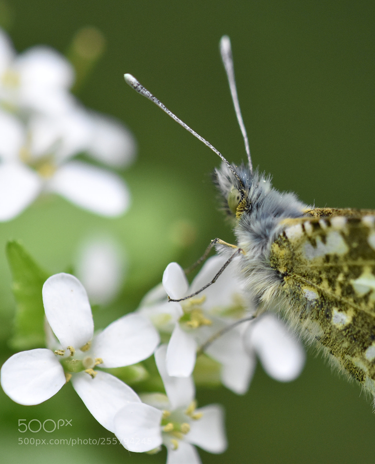 Nikon D5600 sample photo. A piece of spring photography