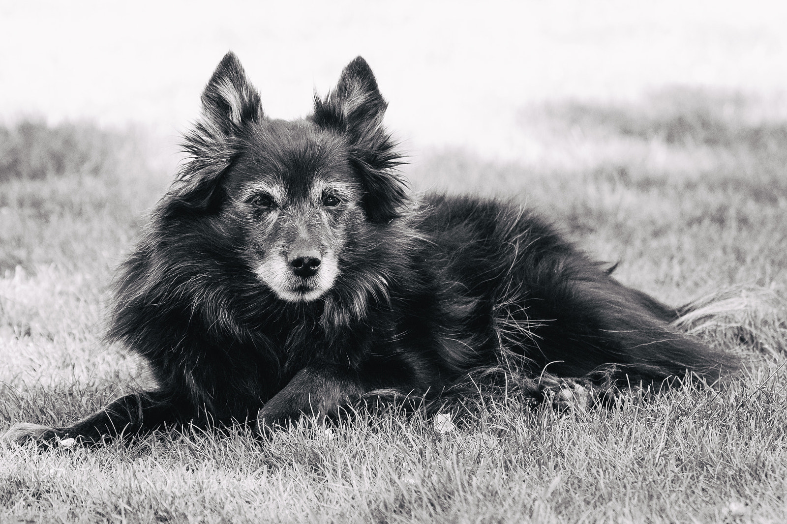 Fujifilm X-T2 sample photo. Old dog photography
