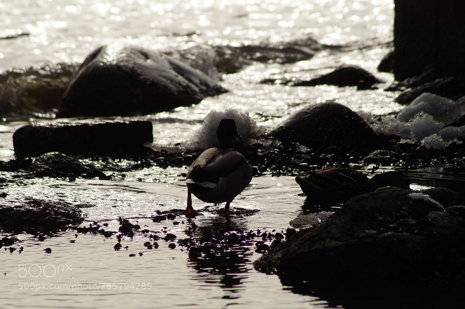 Sony SLT-A58 sample photo. At the water photography