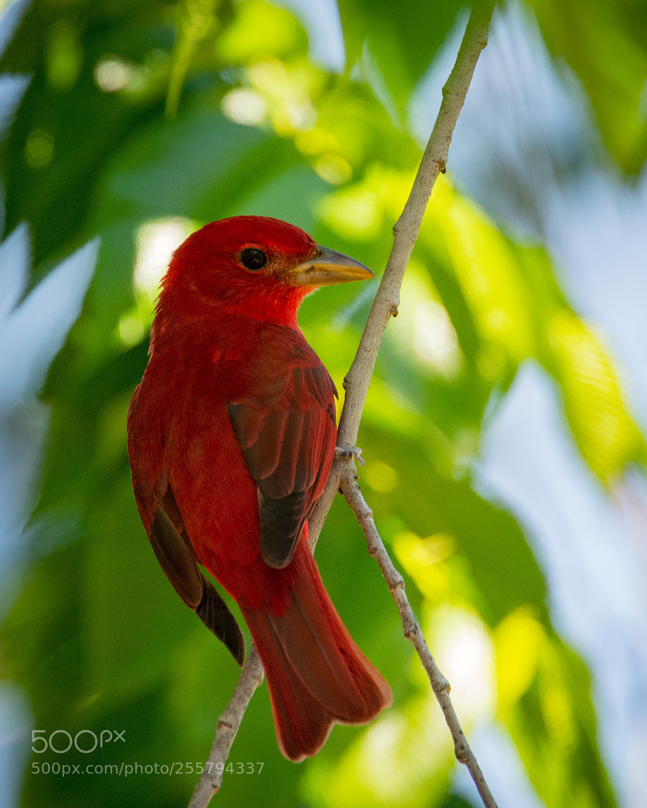 Nikon D7100 sample photo. Summer tanager photography