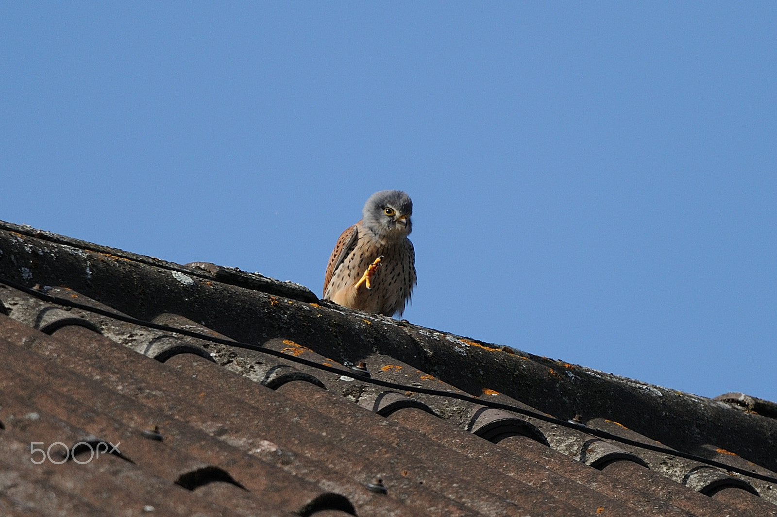 Sigma 150-600mm F5-6.3 DG OS HSM | C sample photo. Kestrel photography