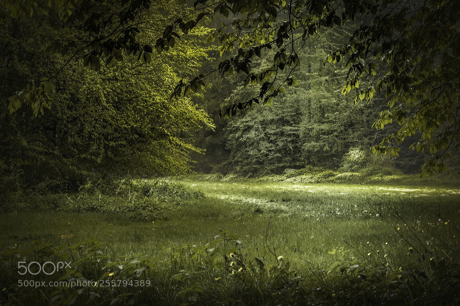 Nikon D5000 sample photo. Into the forest photography