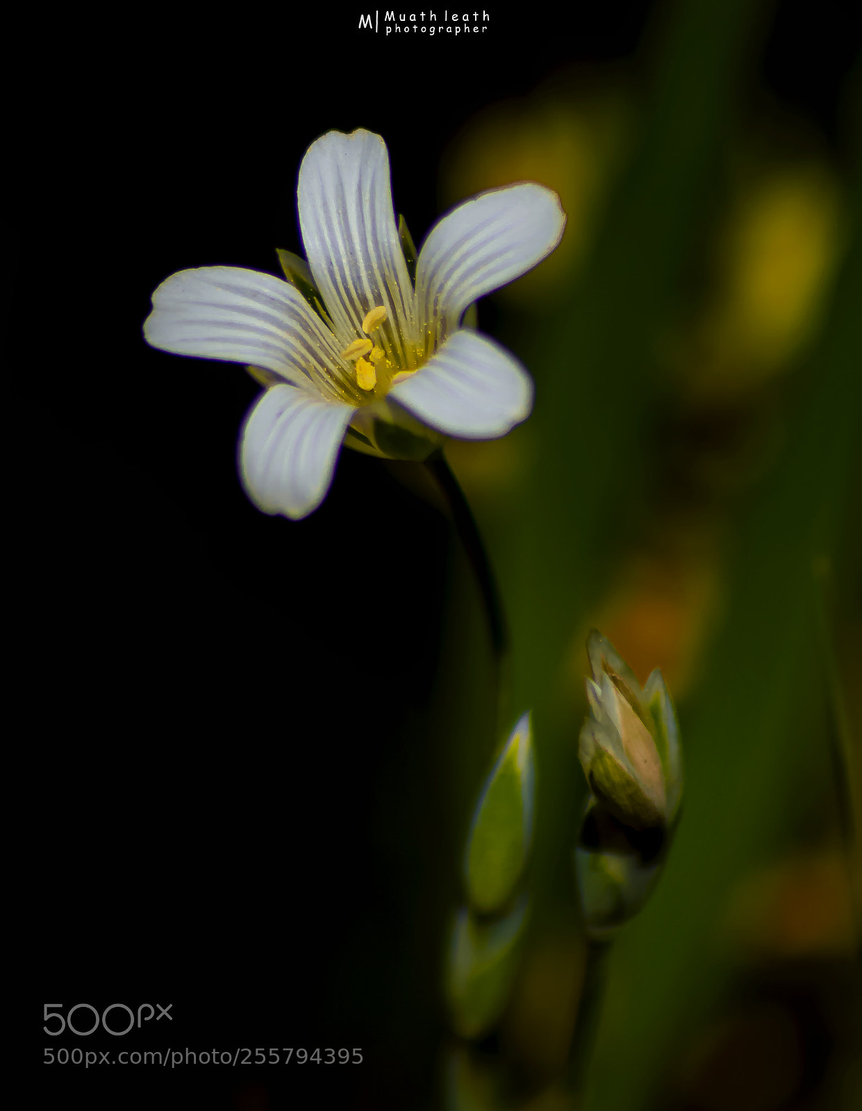 Nikon D3200 sample photo. Flower photography
