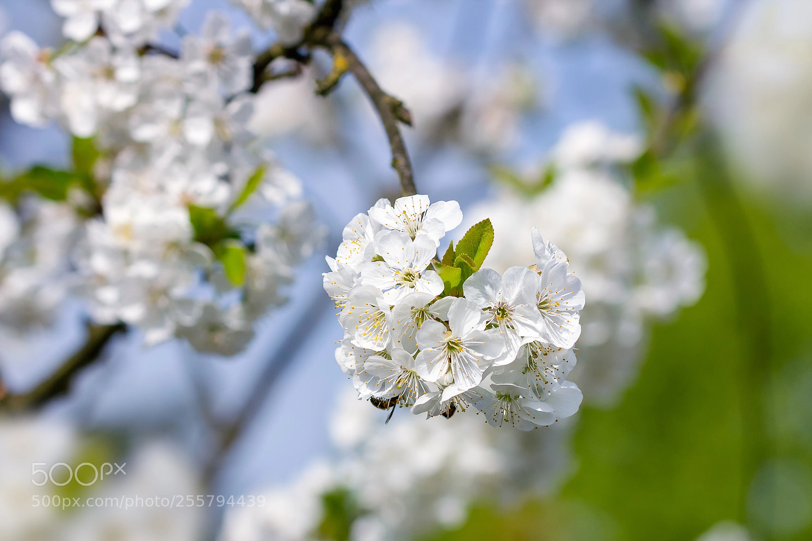 Canon EOS 60D sample photo. Cherry blossom photography