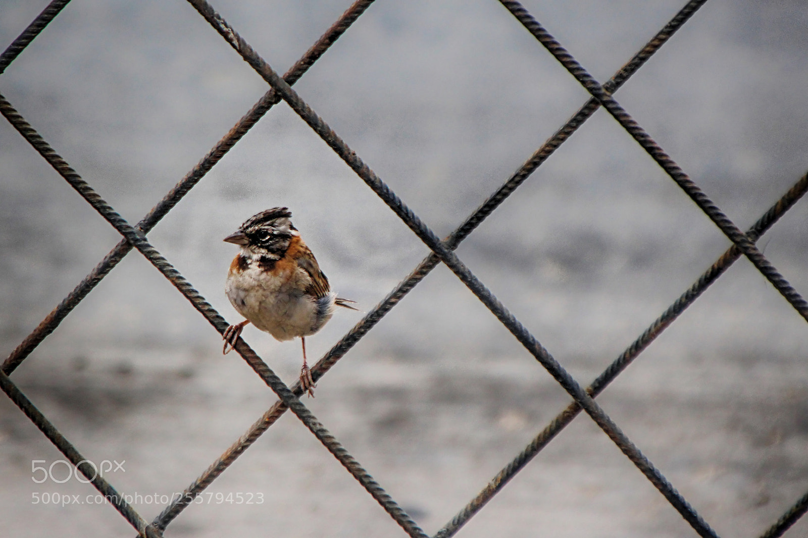 Canon EOS 700D (EOS Rebel T5i / EOS Kiss X7i) sample photo. Wandering bird that drinks photography