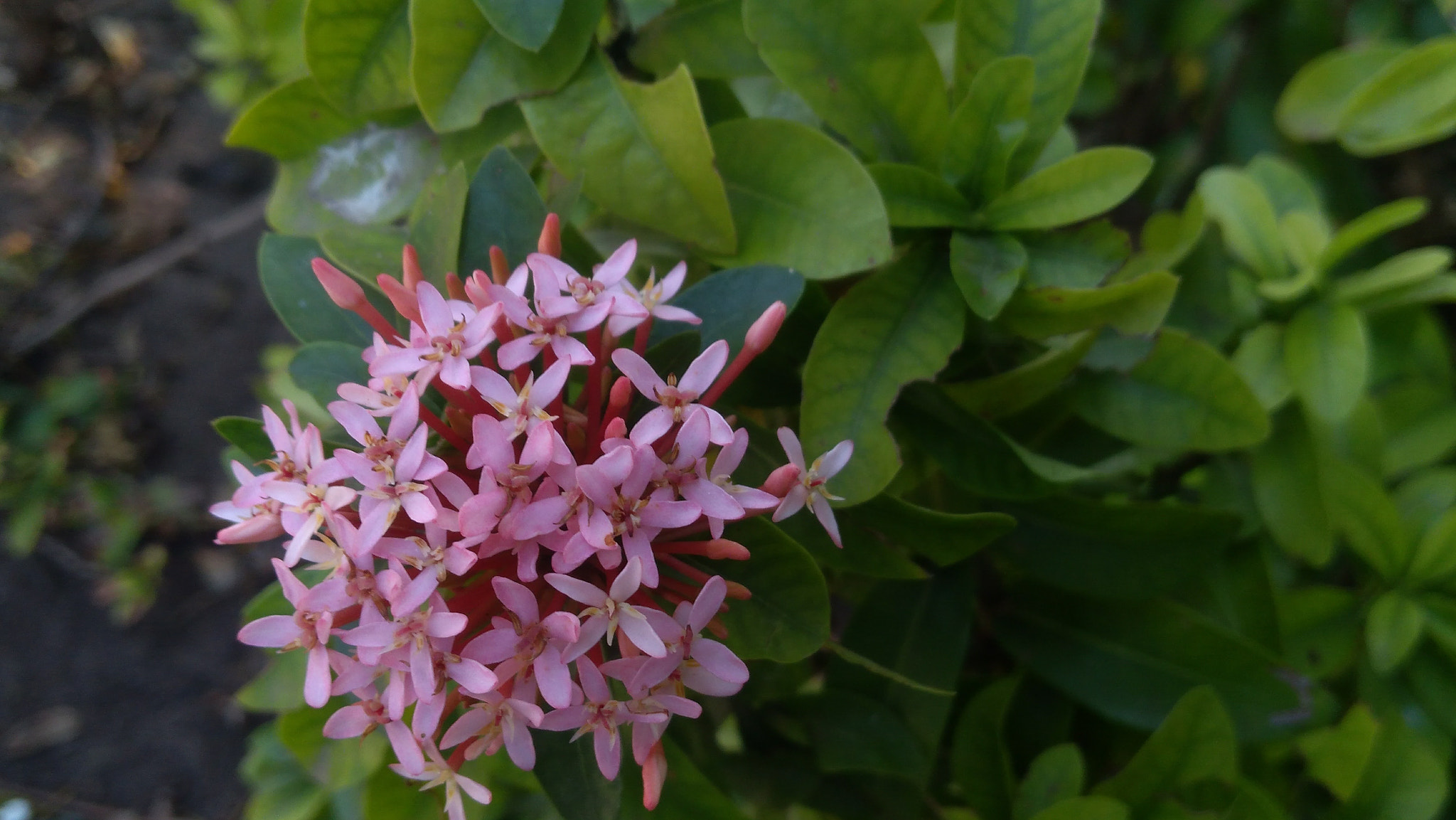 Lenovo K6 NOTE sample photo. Pink photography