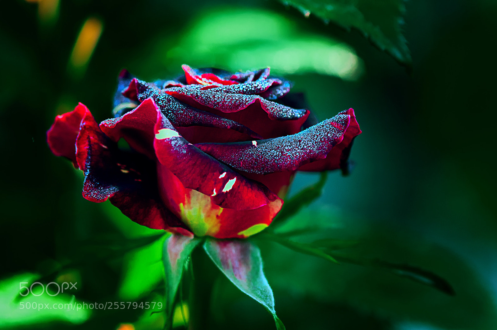 Nikon D300 sample photo. Роза в "бриллиантах" photography