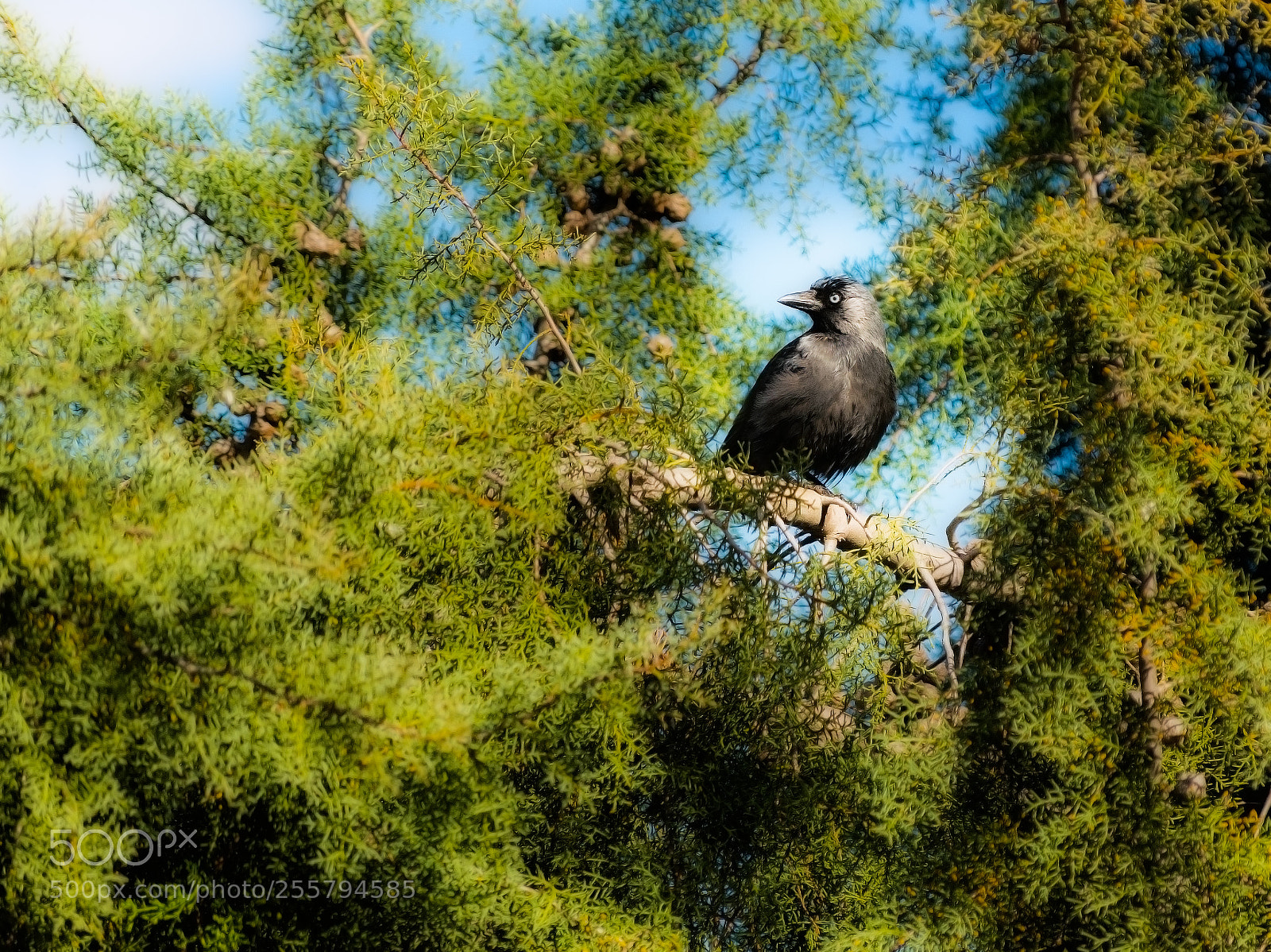 Nikon D3300 sample photo. Eurasian jackdaw on a photography