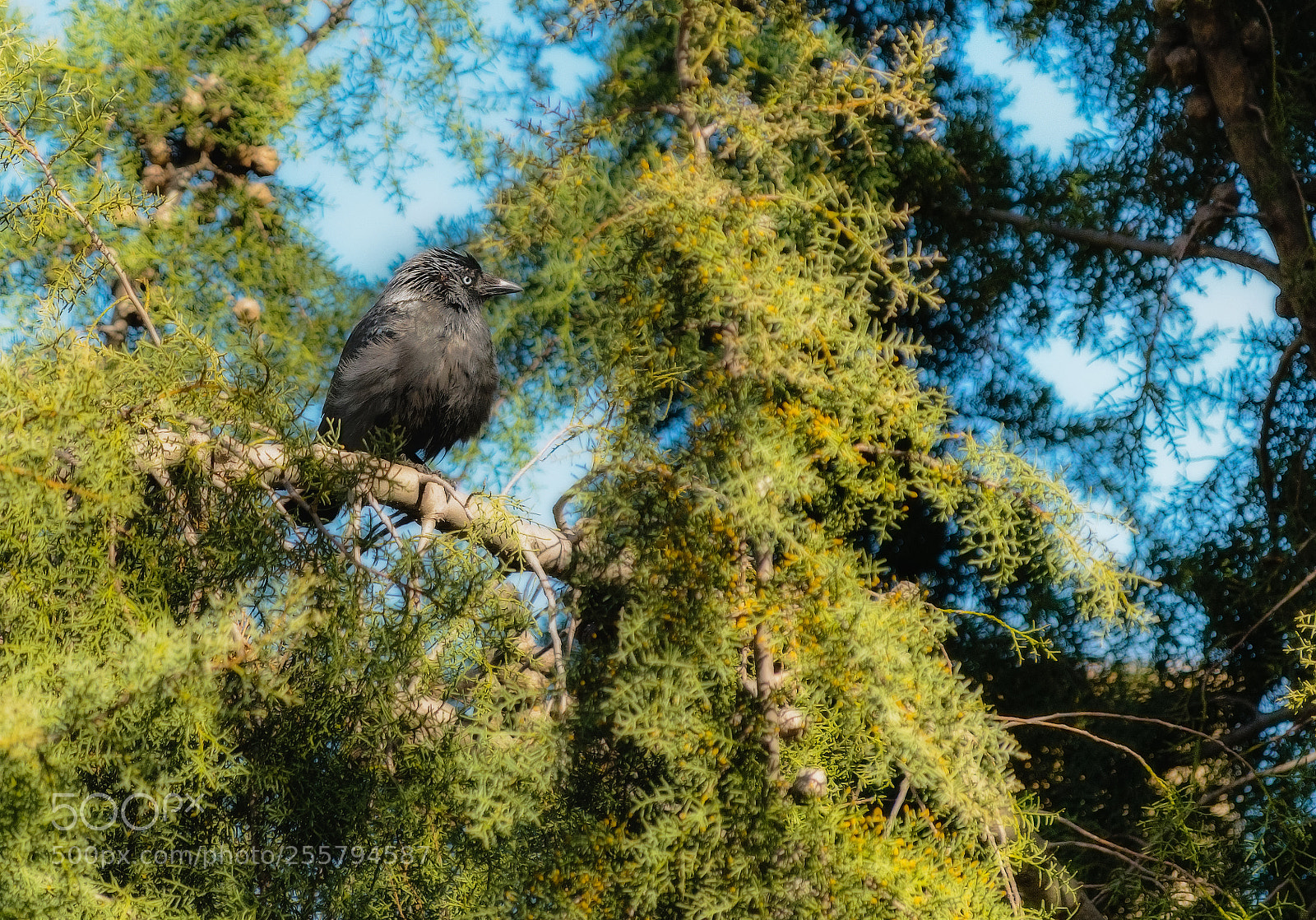 Nikon D3300 sample photo. Eurasian jackdaw photography