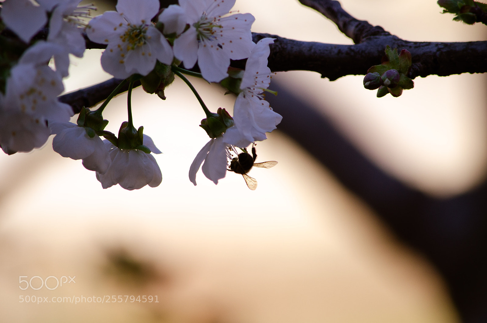 Nikon D5100 sample photo. 04082018_181122.jpg photography
