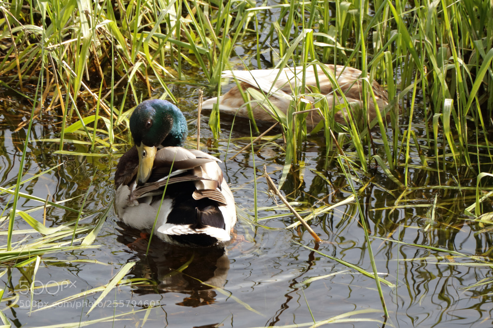Canon EOS 80D sample photo. A pair at rest photography