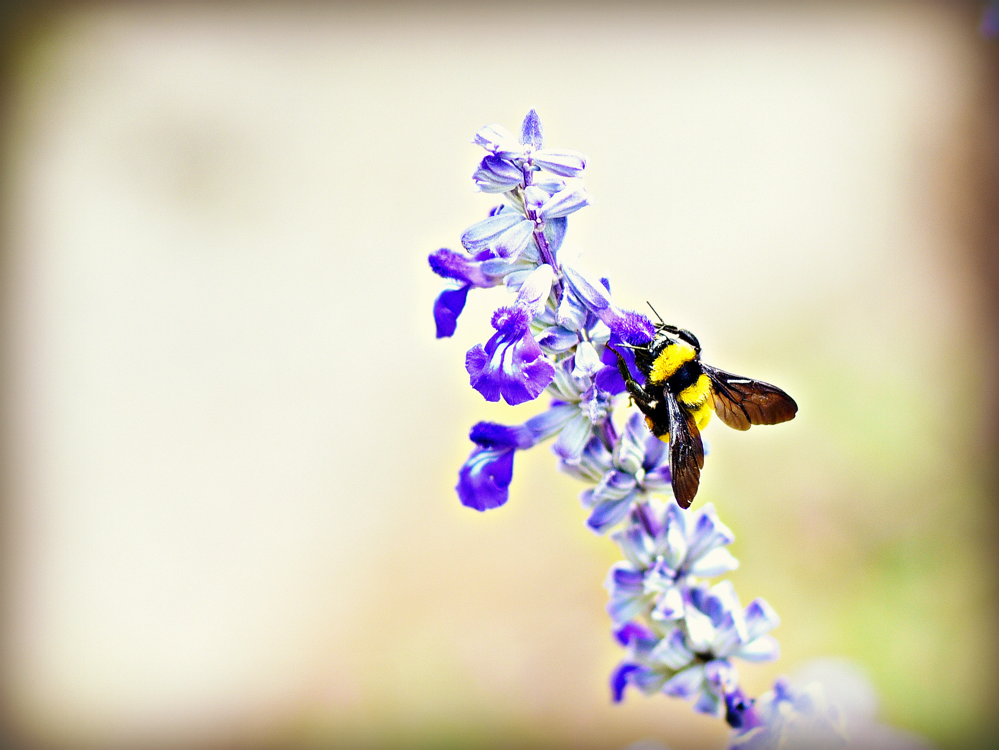 Nikon AF-S Micro-Nikkor 105mm F2.8G IF-ED VR sample photo. Busy bee photography