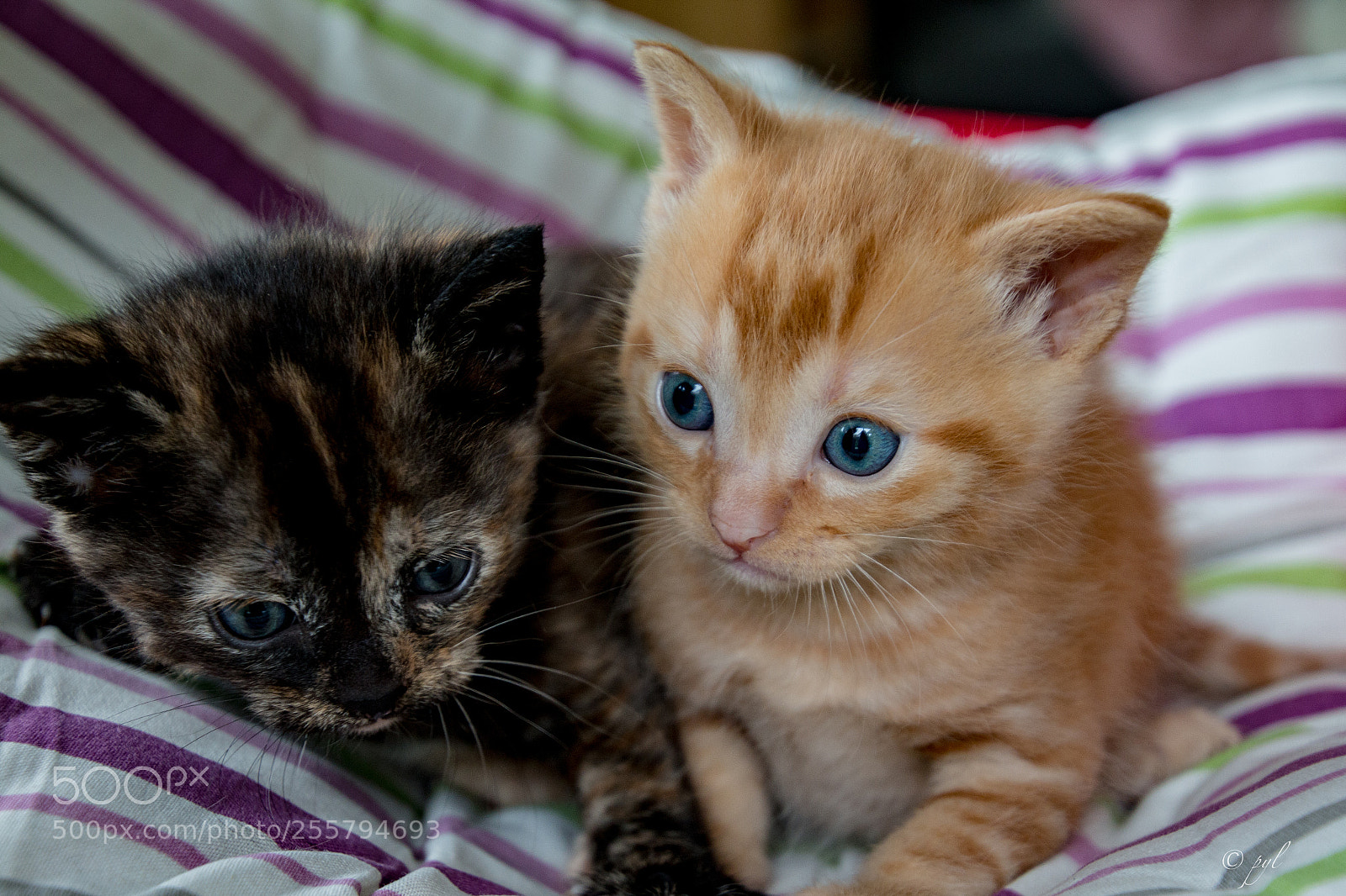 Canon EOS 70D sample photo. Chaton photography
