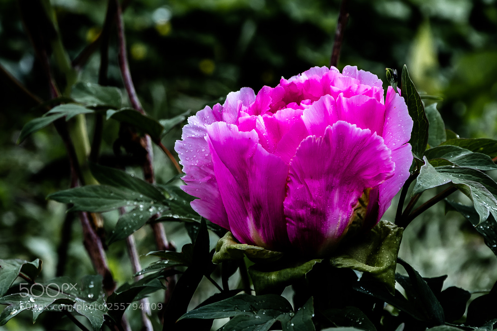 Canon EOS 80D sample photo. Big pink flower in photography