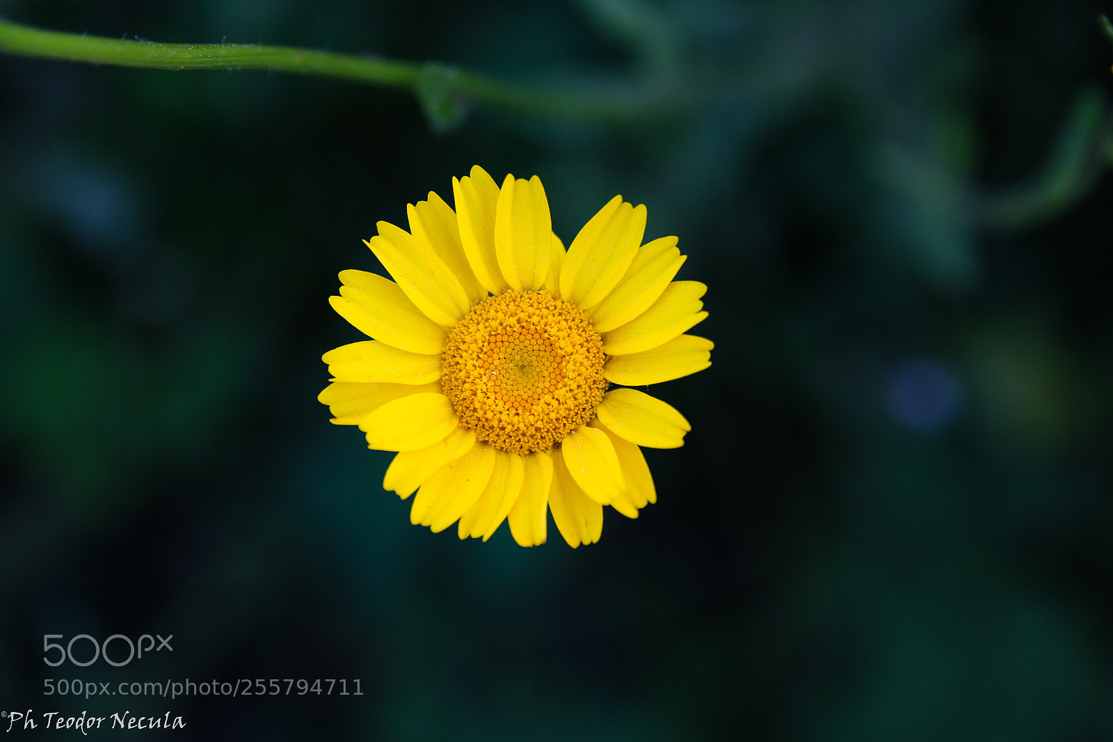 Canon EOS 70D sample photo. The yellow one photography