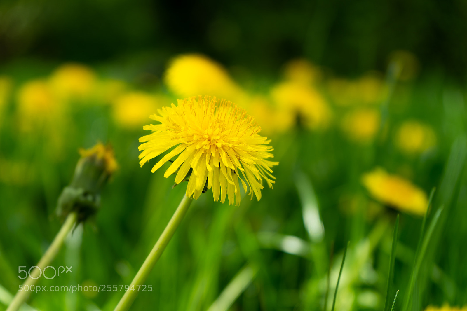 Sony a7 III sample photo. Taraxacum photography