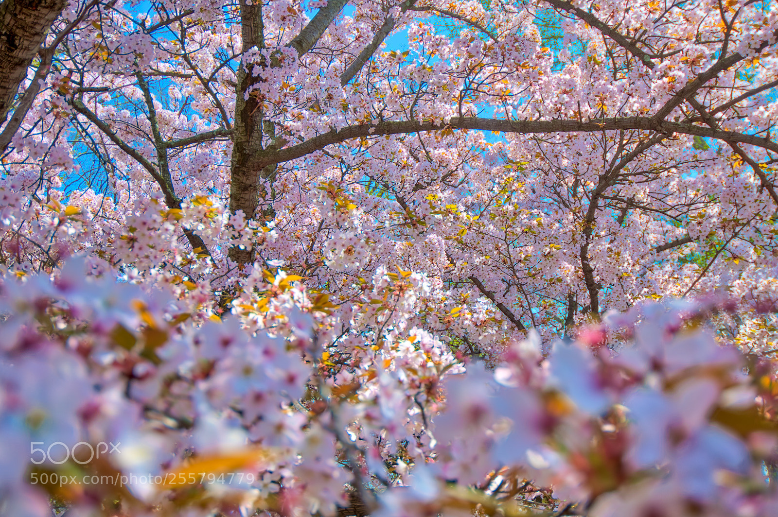 Nikon D500 sample photo. Cherry  blossom photography