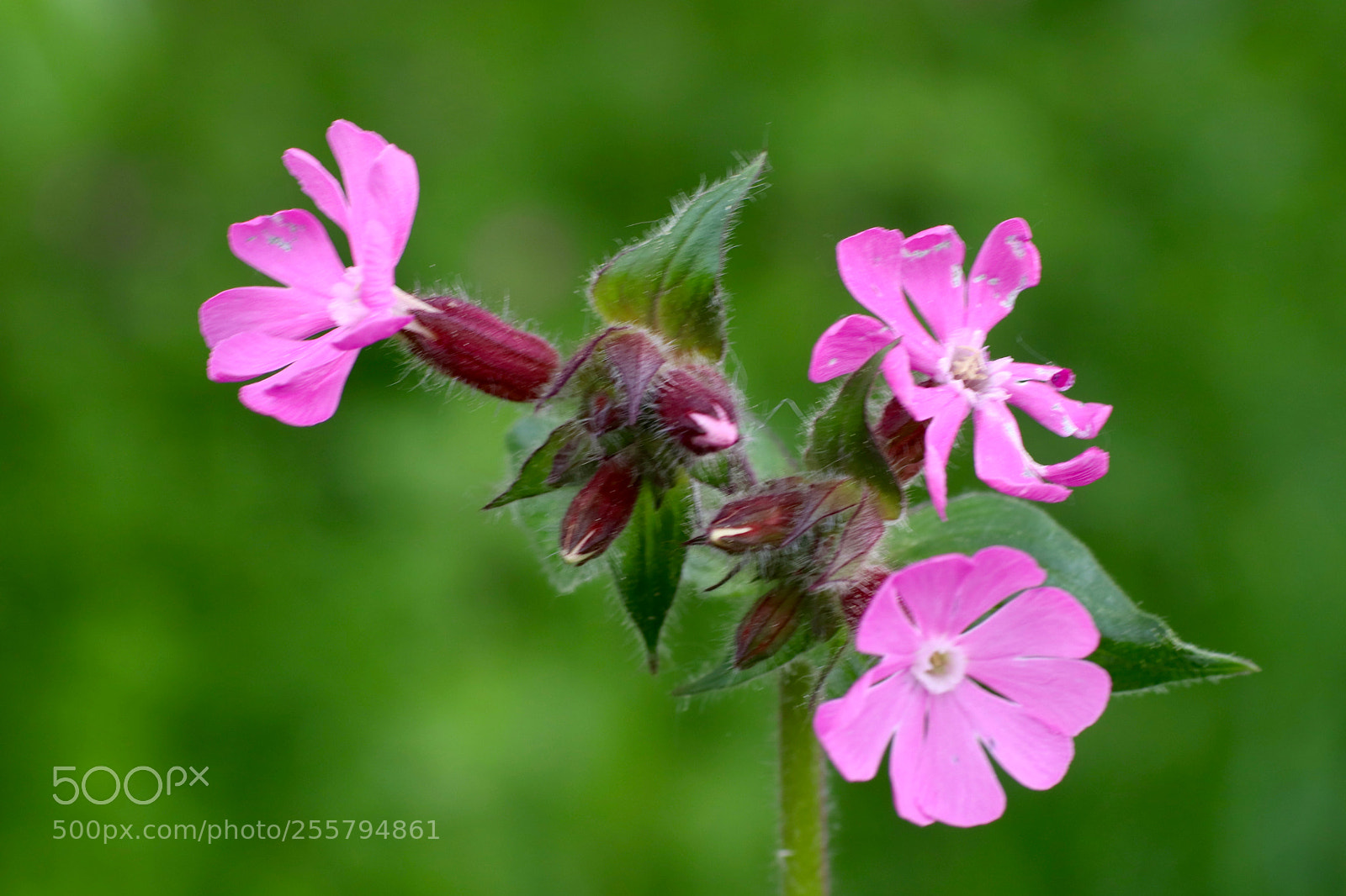 Canon EOS 77D (EOS 9000D / EOS 770D) sample photo. Silene dioica photography