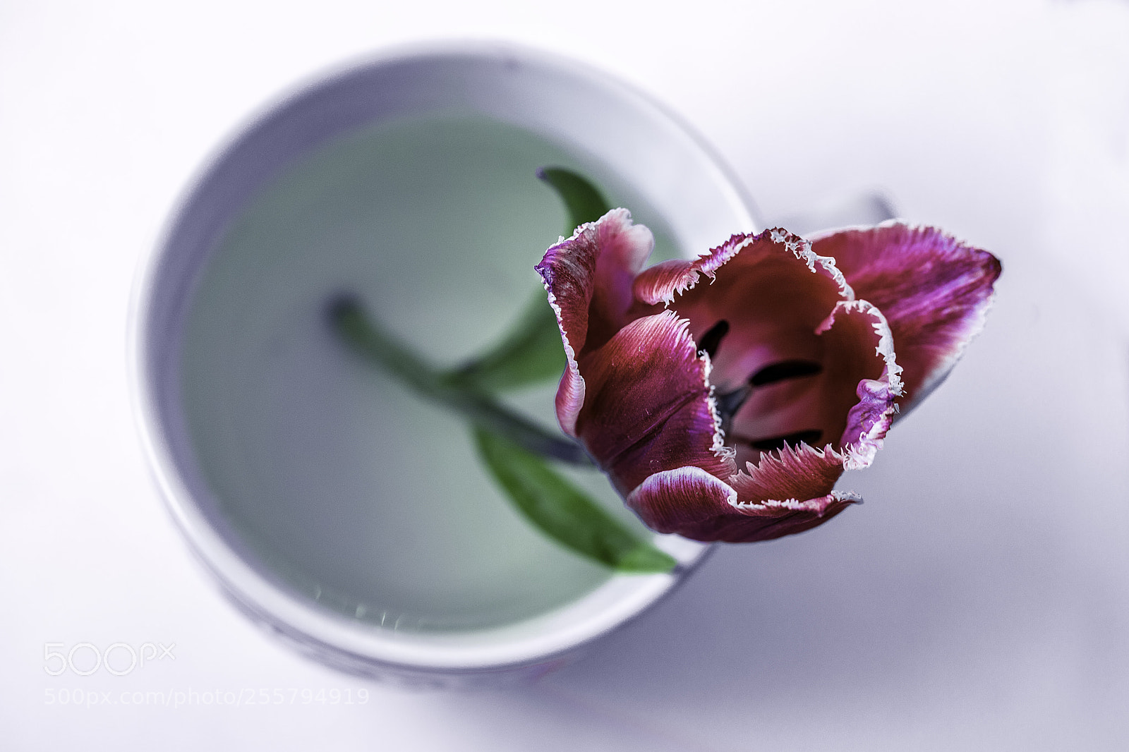 Canon EOS 6D Mark II sample photo. Flower photography
