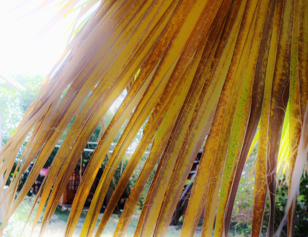 Olympus SP-565UZ sample photo. Dying palm-leaf photography