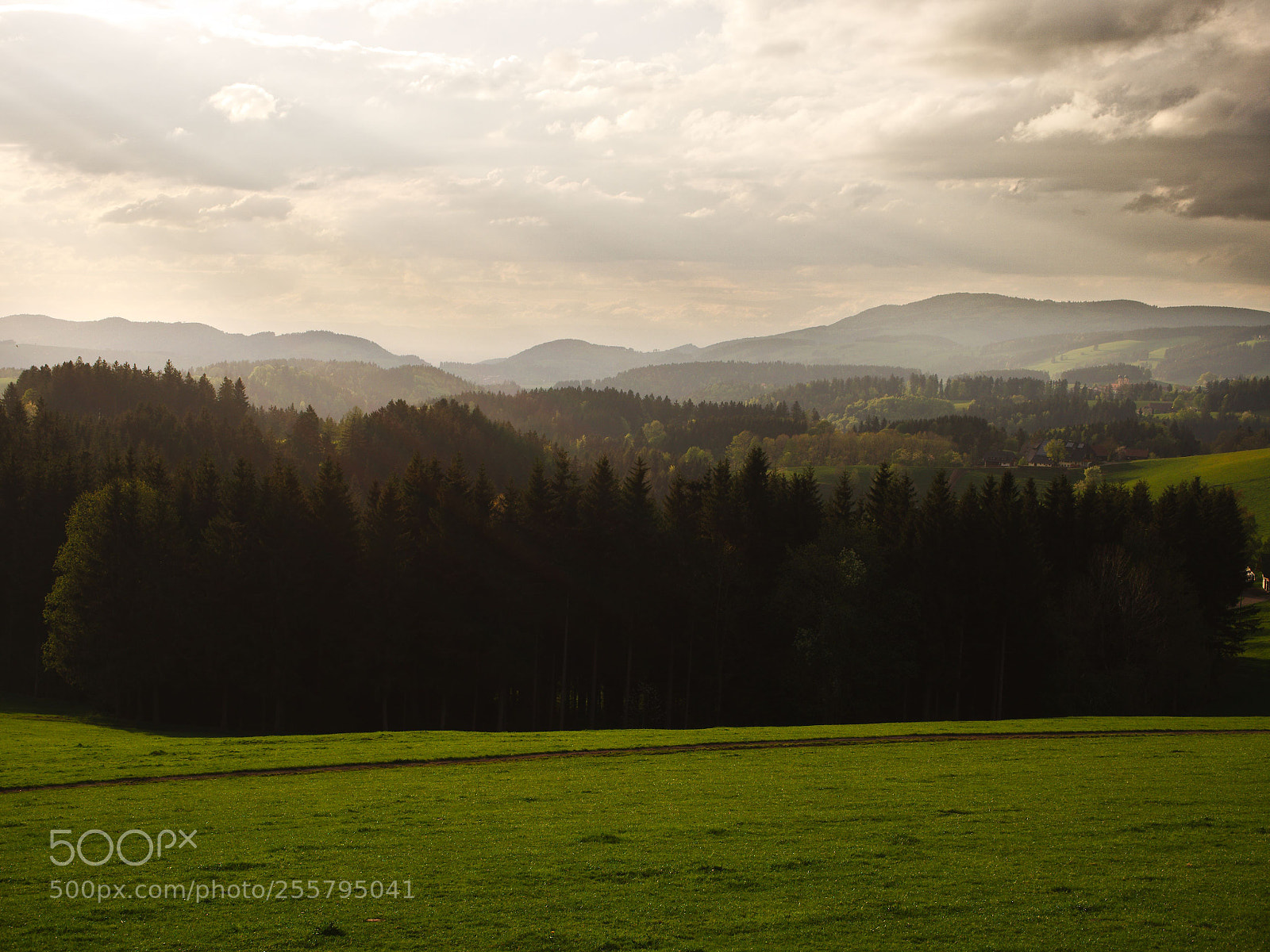 Olympus OM-D E-M10 II sample photo. Black forest photography