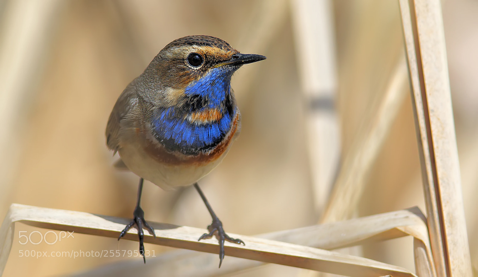 Canon EOS 7D Mark II sample photo. A bluethroat photography