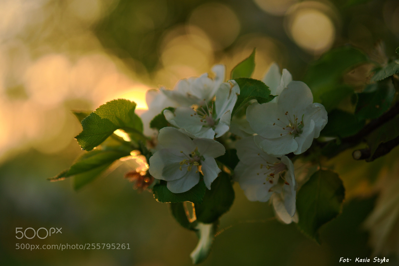 Sony a6000 sample photo. Spring branch photography