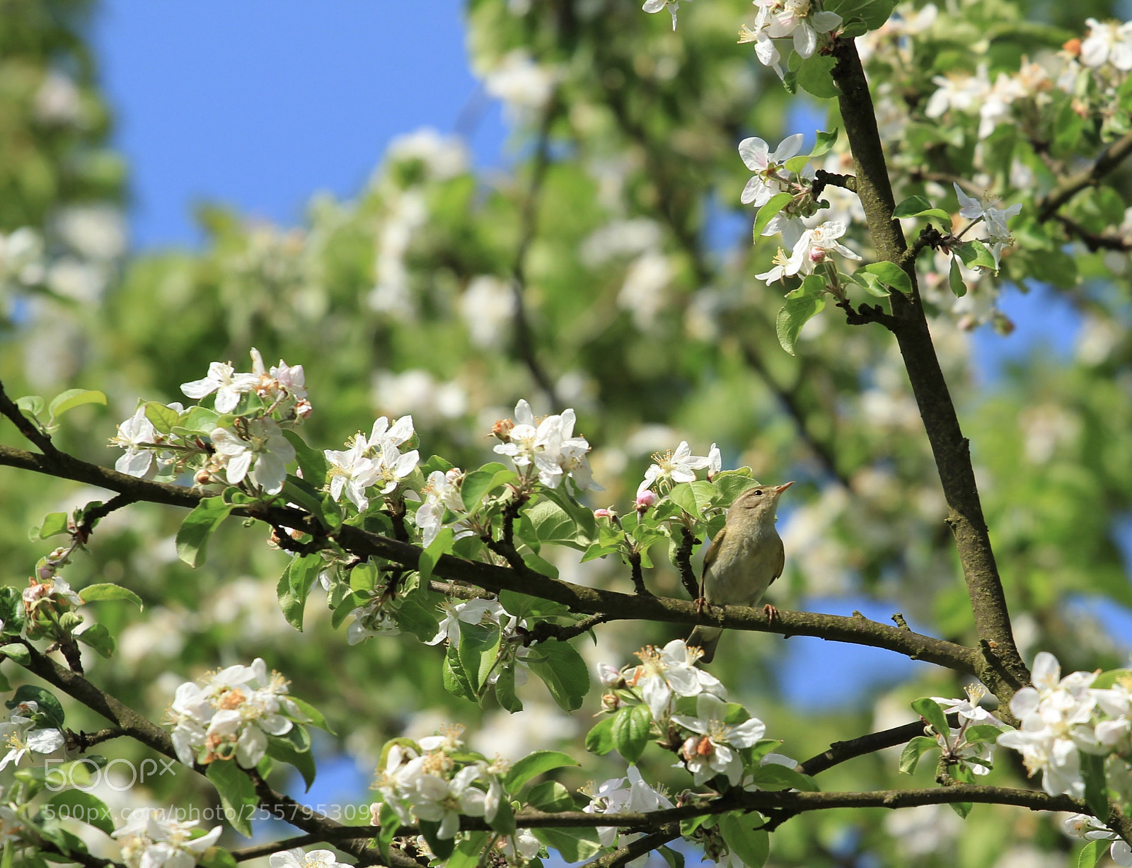 Canon EOS 600D (Rebel EOS T3i / EOS Kiss X5) sample photo. Piecuszek - willow warbler photography