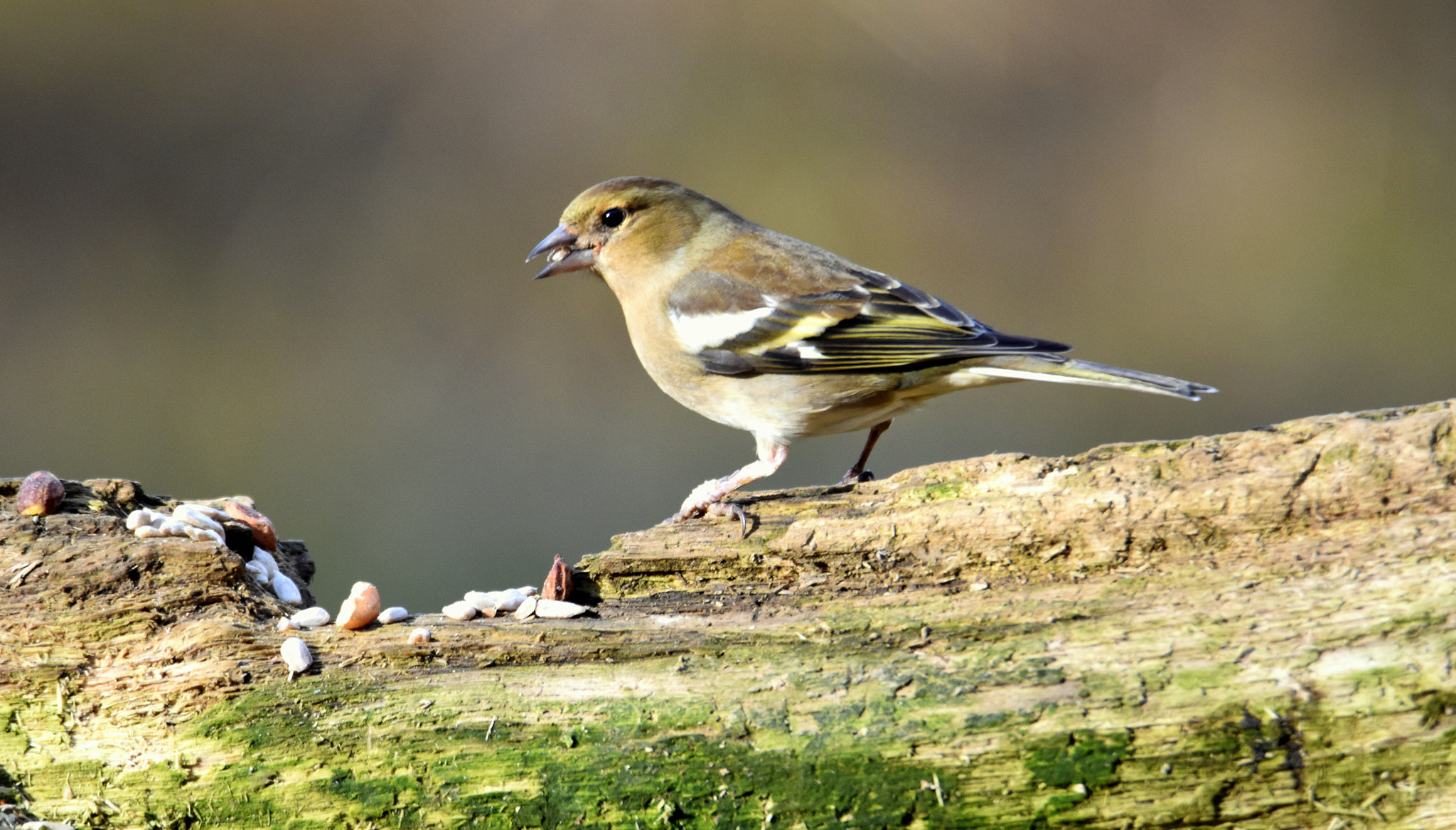 Nikon D5500 sample photo. Lunch time photography