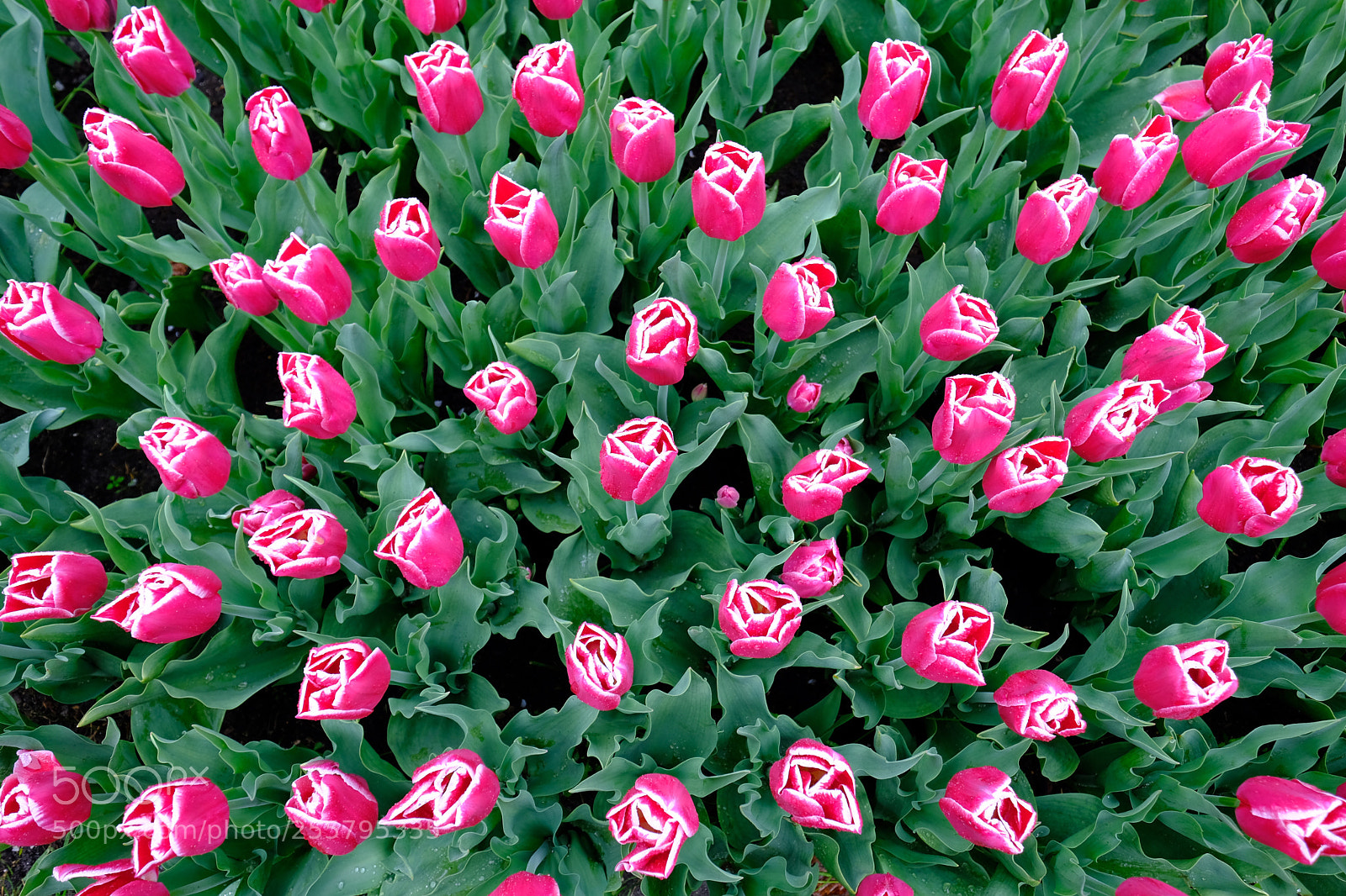 Fujifilm X-T20 sample photo. Tulips photography