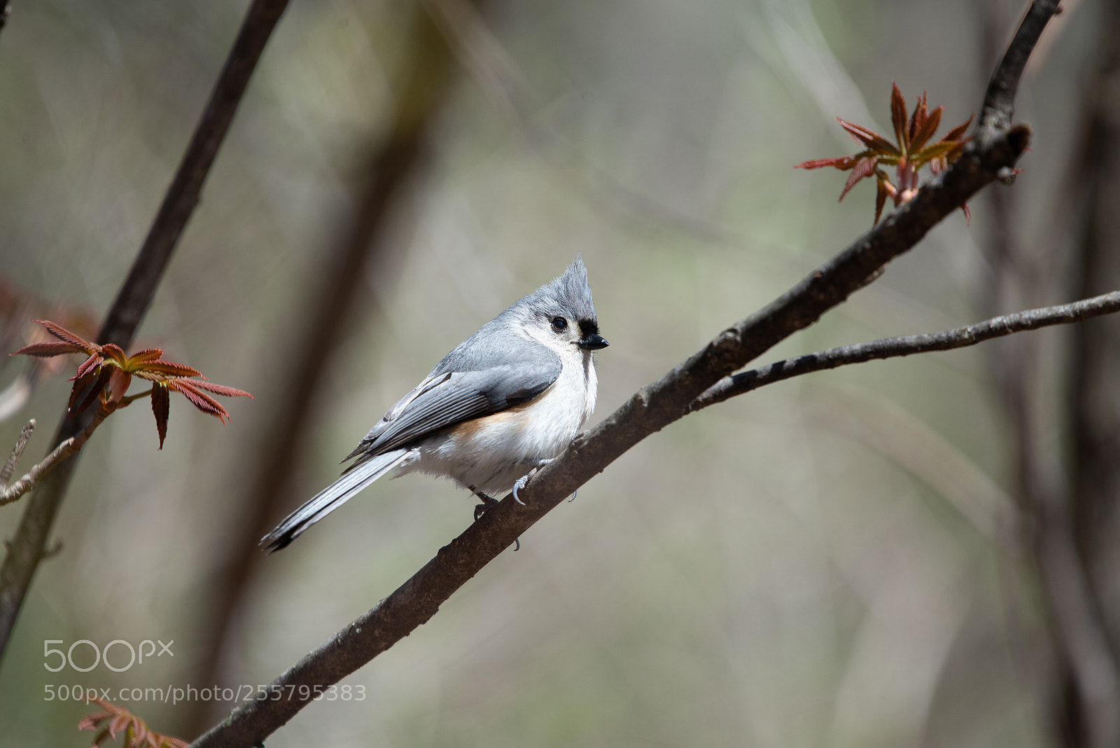 Nikon D610 sample photo. Titmouse photography