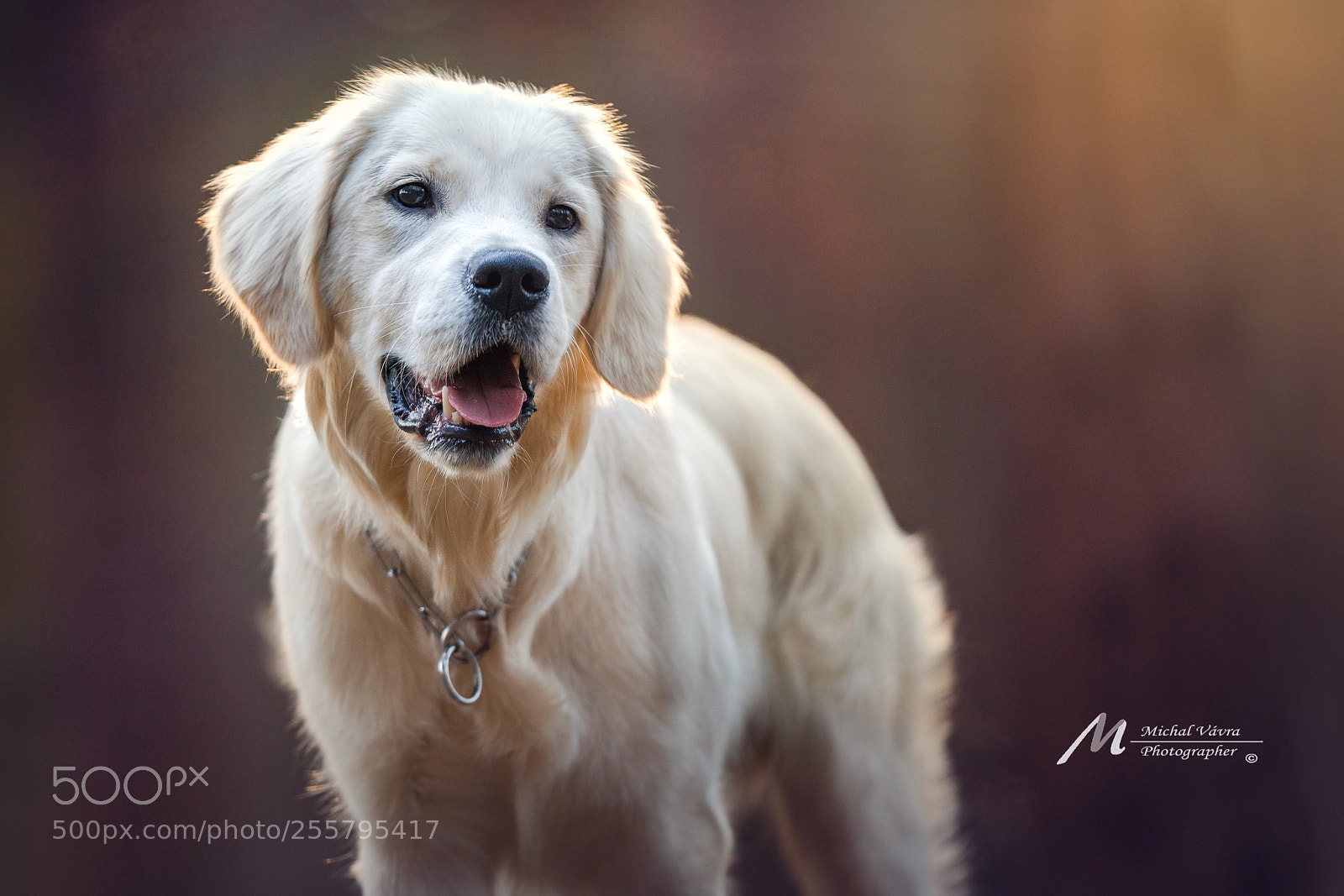 Sony a7R II sample photo. Charlie photography