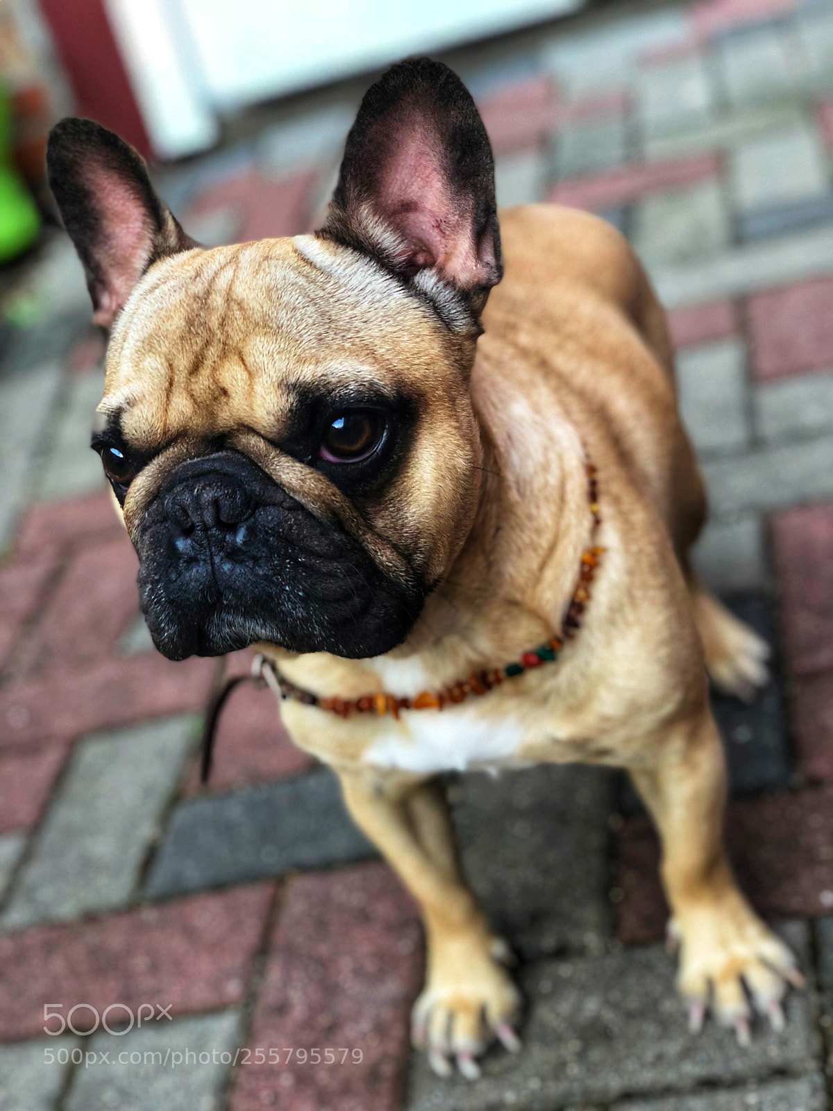 Apple iPhone X sample photo. French bulldog  photography