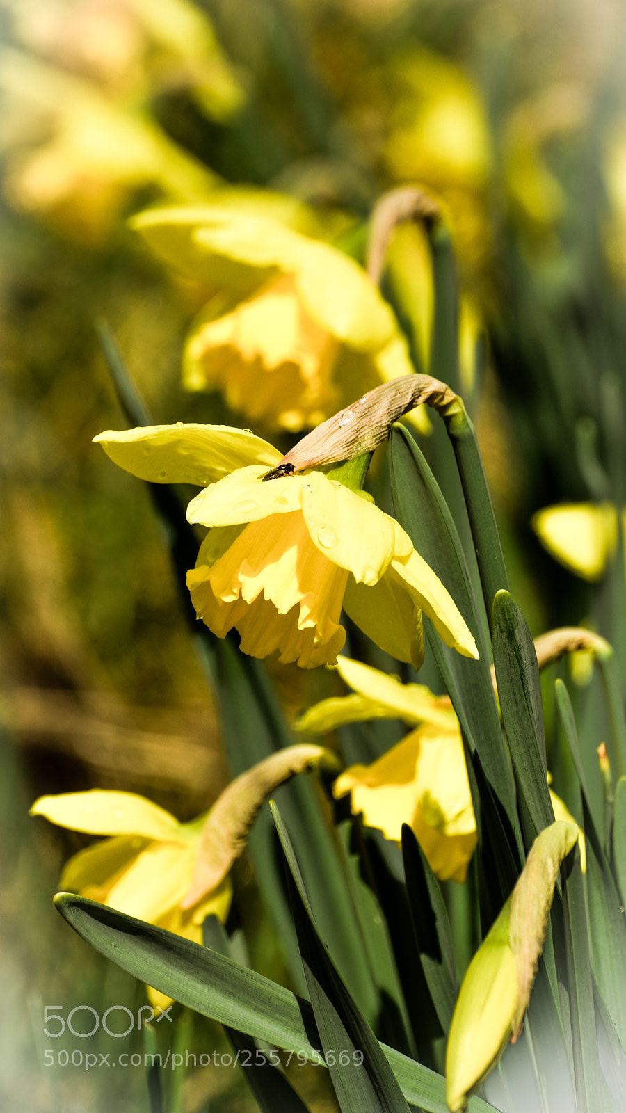 Nikon D5200 sample photo. Daffodil. photography