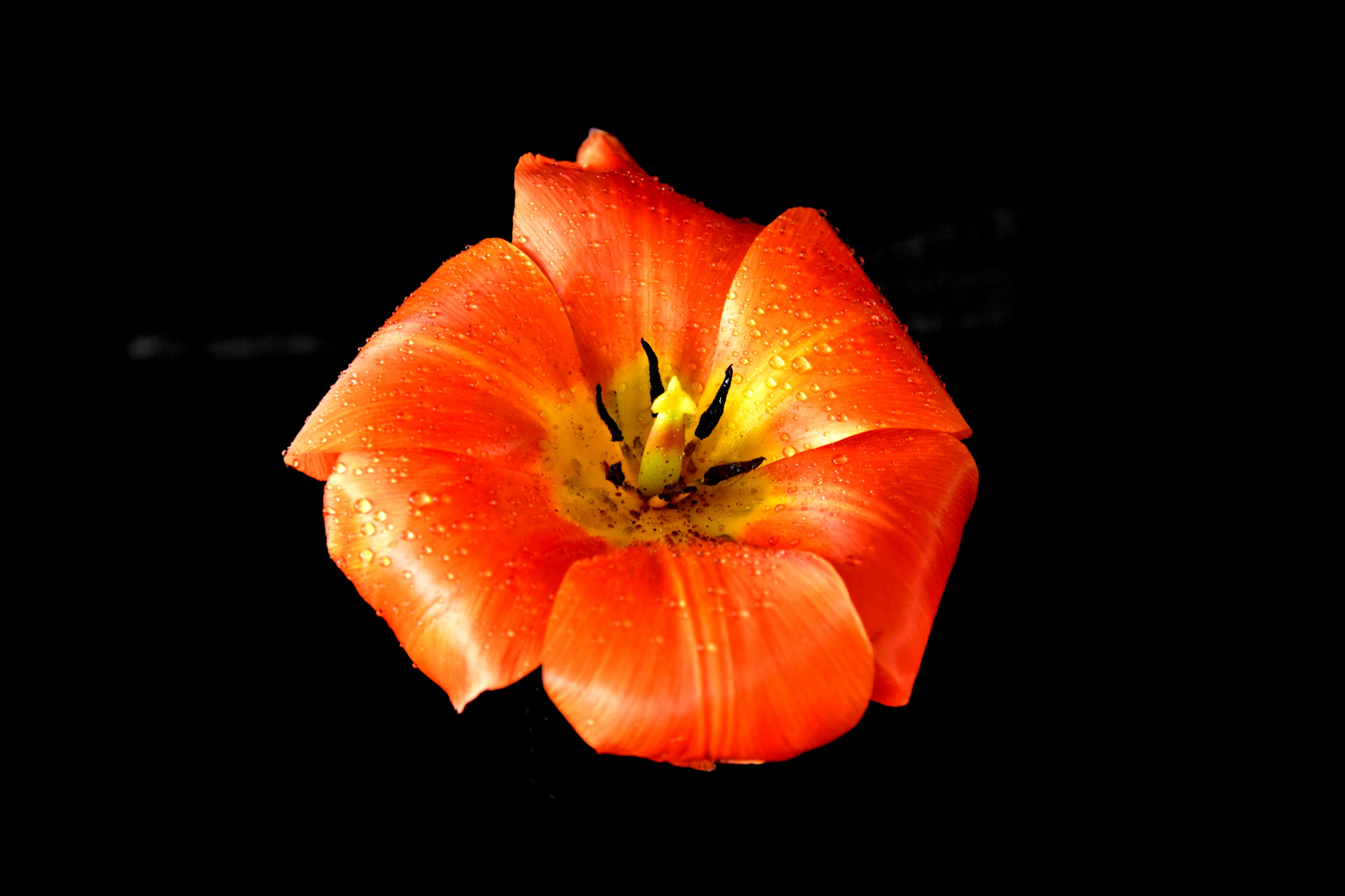 Nikon D5500 sample photo. Open tulip photography