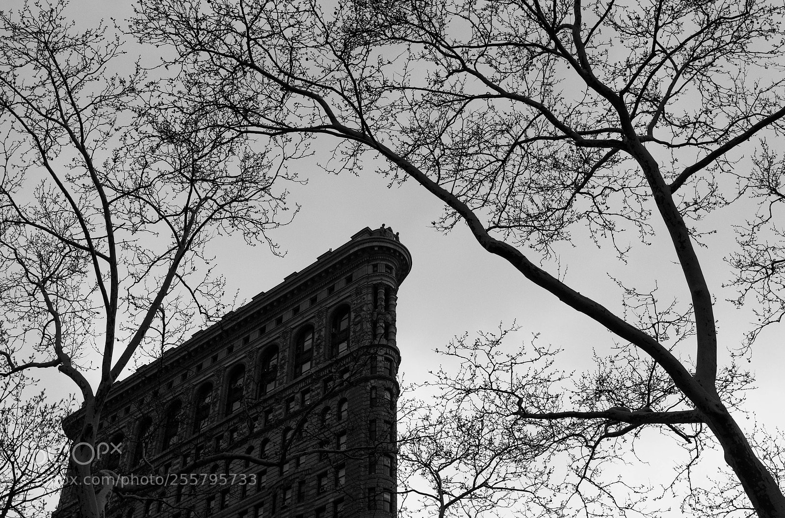Nikon D90 sample photo. Flatiron building branches photography