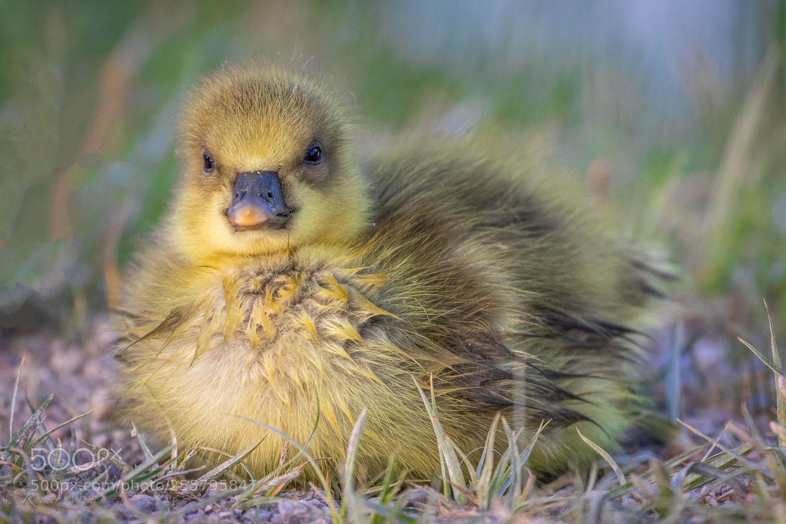 Canon EOS 7D Mark II sample photo. Little duckling photography