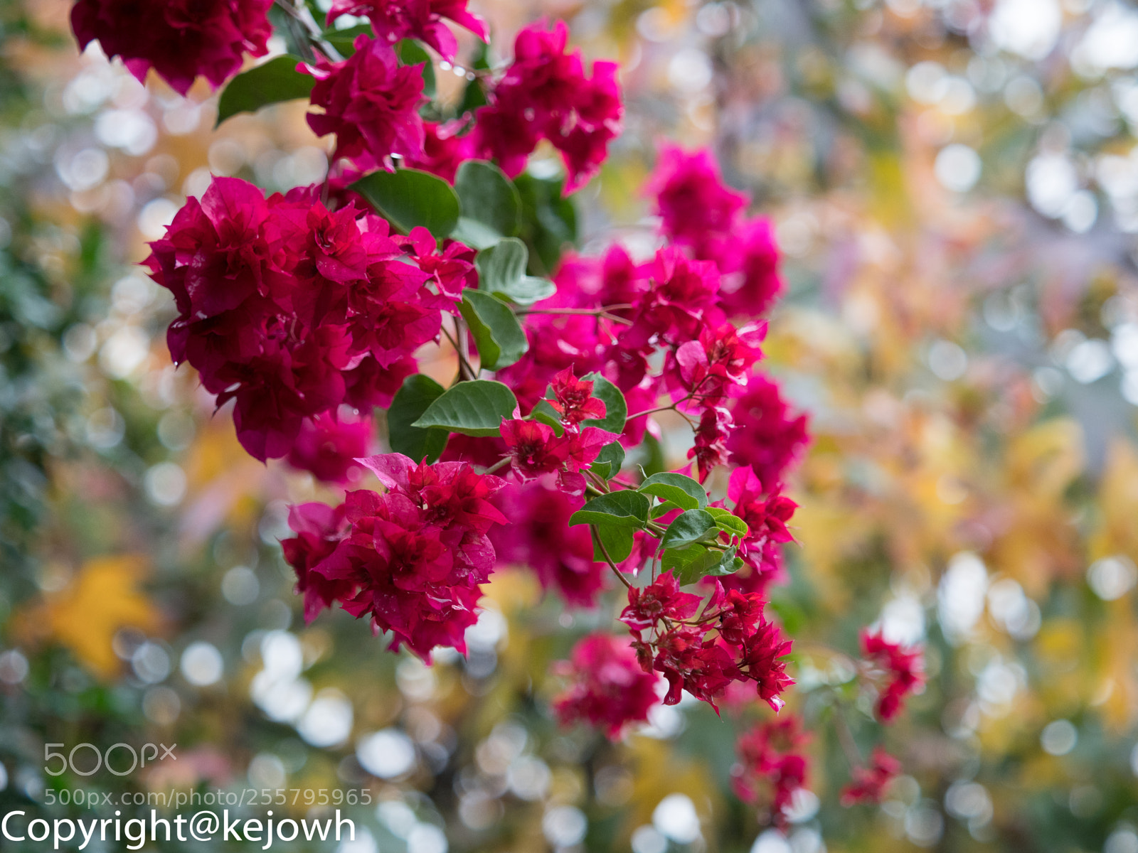 Olympus OM-D E-M1 Mark II sample photo. Bougainvillea dream photography