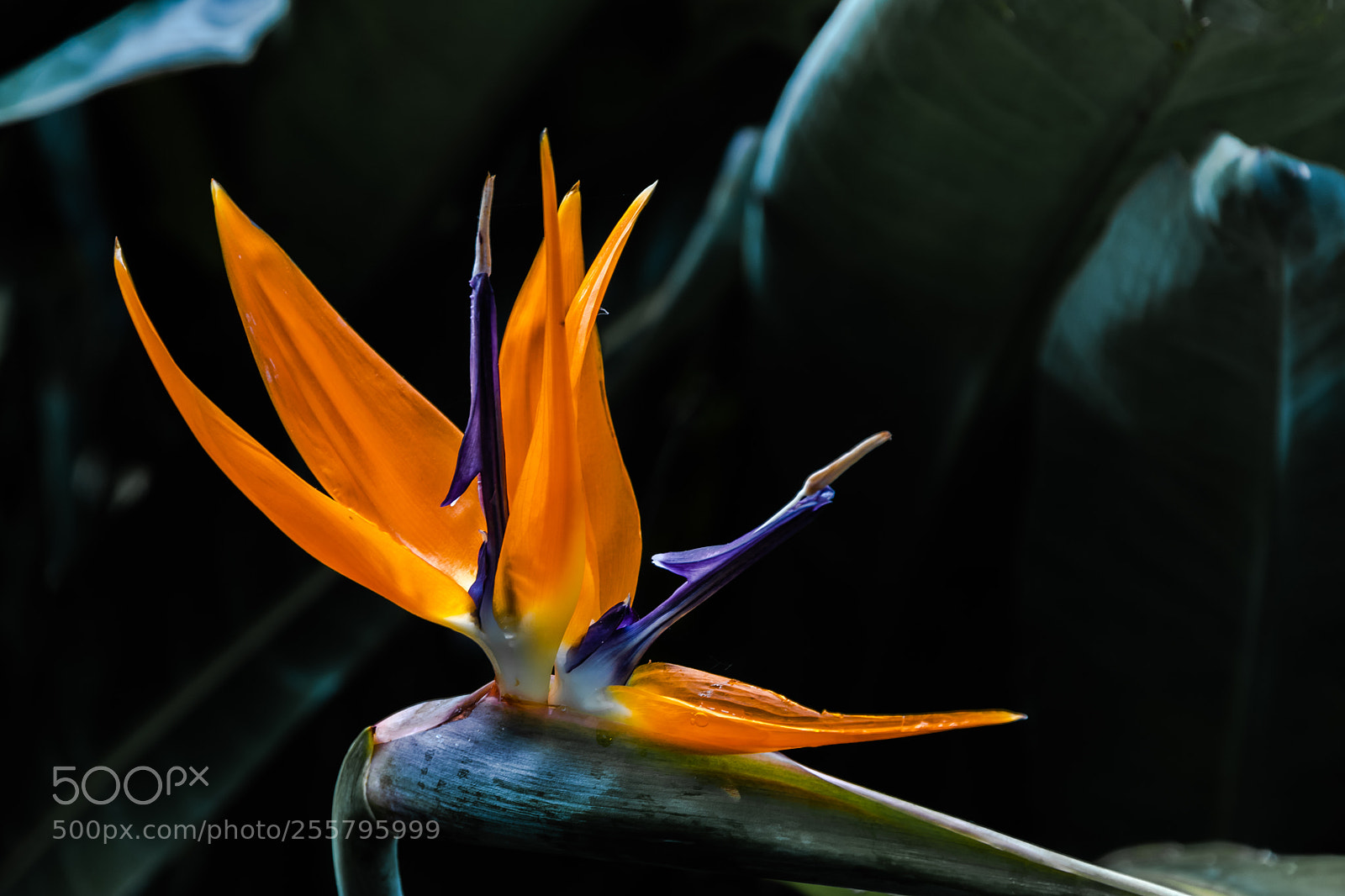 Canon EOS 80D sample photo. South african flower at photography